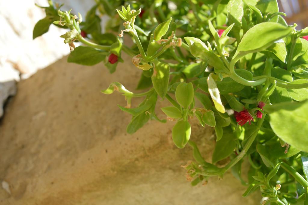 Agriturismo Casa del Peperoncino Villa Otranto Exterior foto